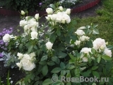 Lions Rose Lions Rose