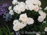Lions Rose Lions Rose