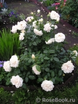 Lions Rose Lions Rose
