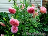Jubilee Celebration® Jubilee Celebration®