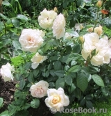 Lions Rose Lions Rose