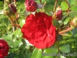 Amadeus Amadeus