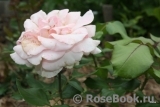 Johann Strauss Johann Strauss