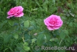 Gertrude Jekyll Gertrude Jekyll