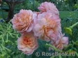 Rose de Gerberoy ® Rose de Gerberoy ®