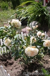 Marie Antoinette Marie Antoinette
