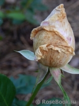 Marchenkonigin Marchenkonigin