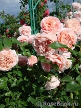 Abraham Darby Abraham Darby