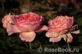 Jubilee Celebration® Jubilee Celebration®
