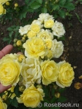 Golden Border Golden Border