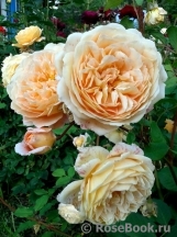 Crown Princess Margareta® Crown Princess Margareta®