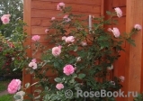 Mini Eden Rose Mini Eden Rose