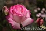 Rose Gaujard Rose Gaujard