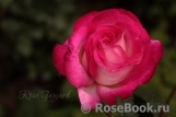 Rose Gaujard Rose Gaujard