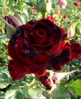 Lovely Red
