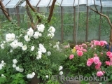 Rosarium Uetersen Rosarium Uetersen