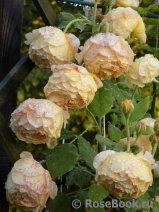 Golden Celebration® Golden Celebration®