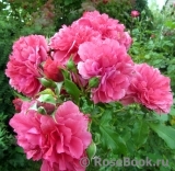 Rosarium Uetersen Rosarium Uetersen