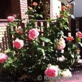 Abraham Darby Abraham Darby