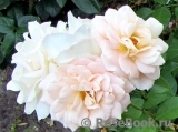 Lions Rose