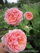 Abraham Darby Abraham Darby