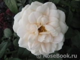 Lions Rose Lions Rose