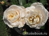 Lions Rose Lions Rose