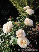 Lions Rose Lions Rose