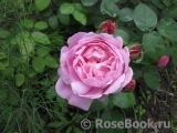 Mary Rose Mary Rose