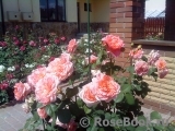 Abraham Darby Abraham Darby