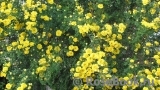 Persian Yellow Persian Yellow