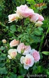 Johann Strauss Johann Strauss