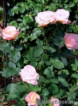 Belle Perle Belle Perle