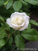 Aspirin Rose Aspirin Rose