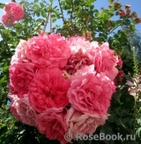 Rosarium Uetersen Rosarium Uetersen
