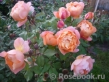 Lady Emma Hamilton