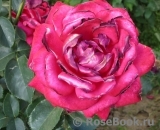 Dame de Coeur Dame de Coeur