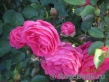 Moin Moin Moin Moin