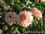 Fragrant Apricot