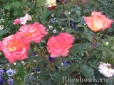 Frohsinn 82 Frohsinn 82