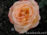 Frohsinn 82 Frohsinn 82