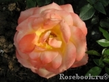 Frohsinn 82 Frohsinn 82
