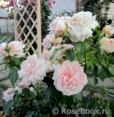 Garden of Roses Garden of Roses