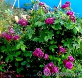 Rhapsody in Blue Rhapsody in Blue