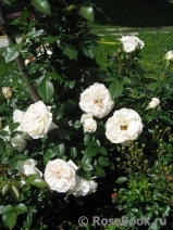 Lions Rose Lions Rose