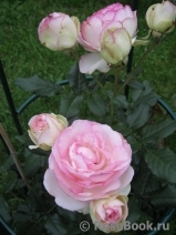 Pierre de Ronsard Pierre de Ronsard
