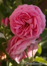 Louise Odier Louise Odier