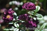 Violetta Violetta