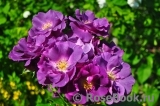 Rhapsody in Blue Rhapsody in Blue