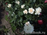 Lions Rose Lions Rose
